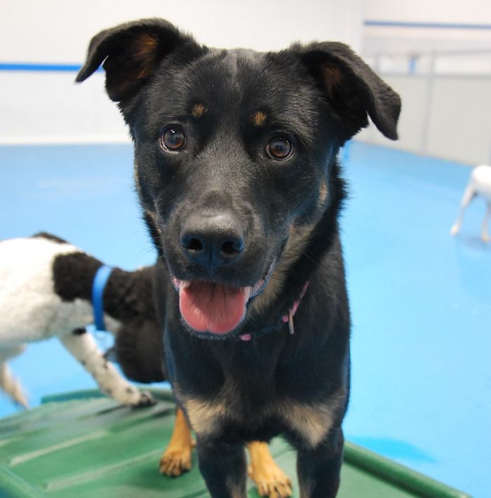 Adorable black dog playing at rivermist pet lodge