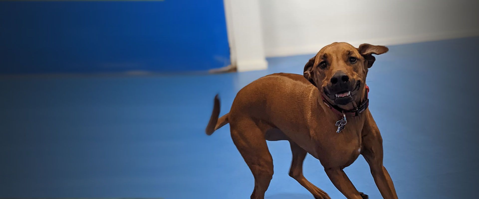 Happy dog playing in the facilities of TK-9