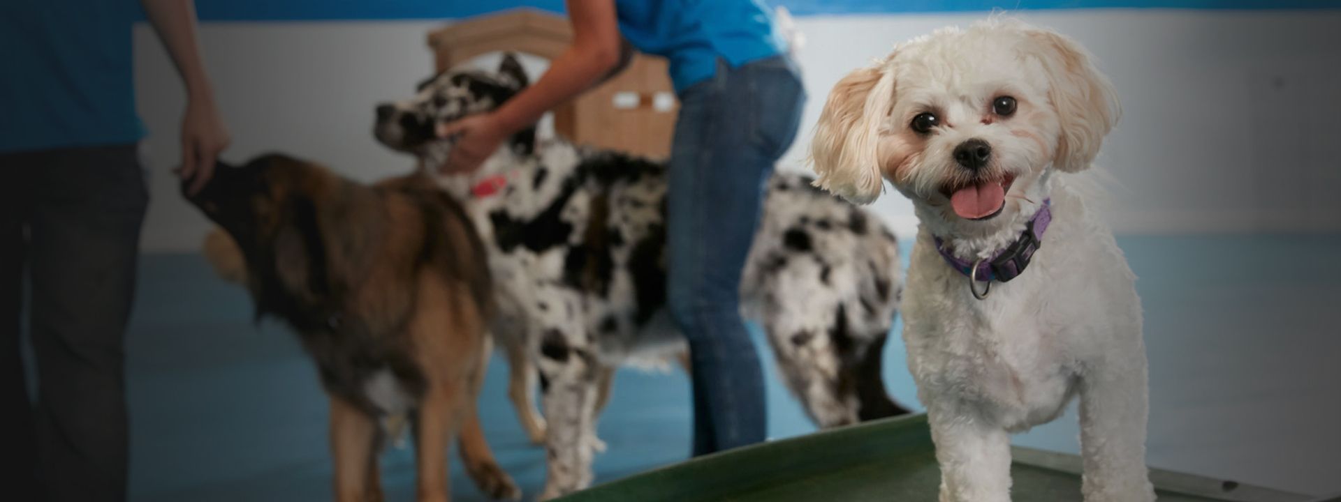 dogs having fun at tk-9 daycare