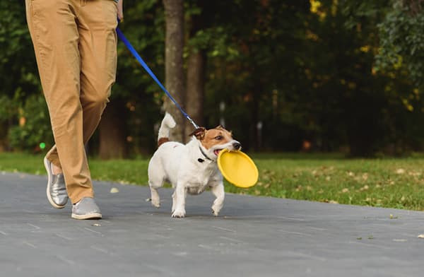 dog-training-policies-2-crop