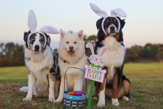 australian-shepherd-g4a0c1af35_640