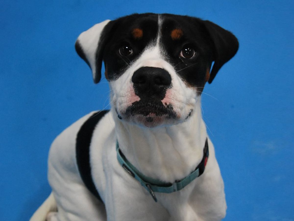 white-dog-with-black-spots-on-blue-background