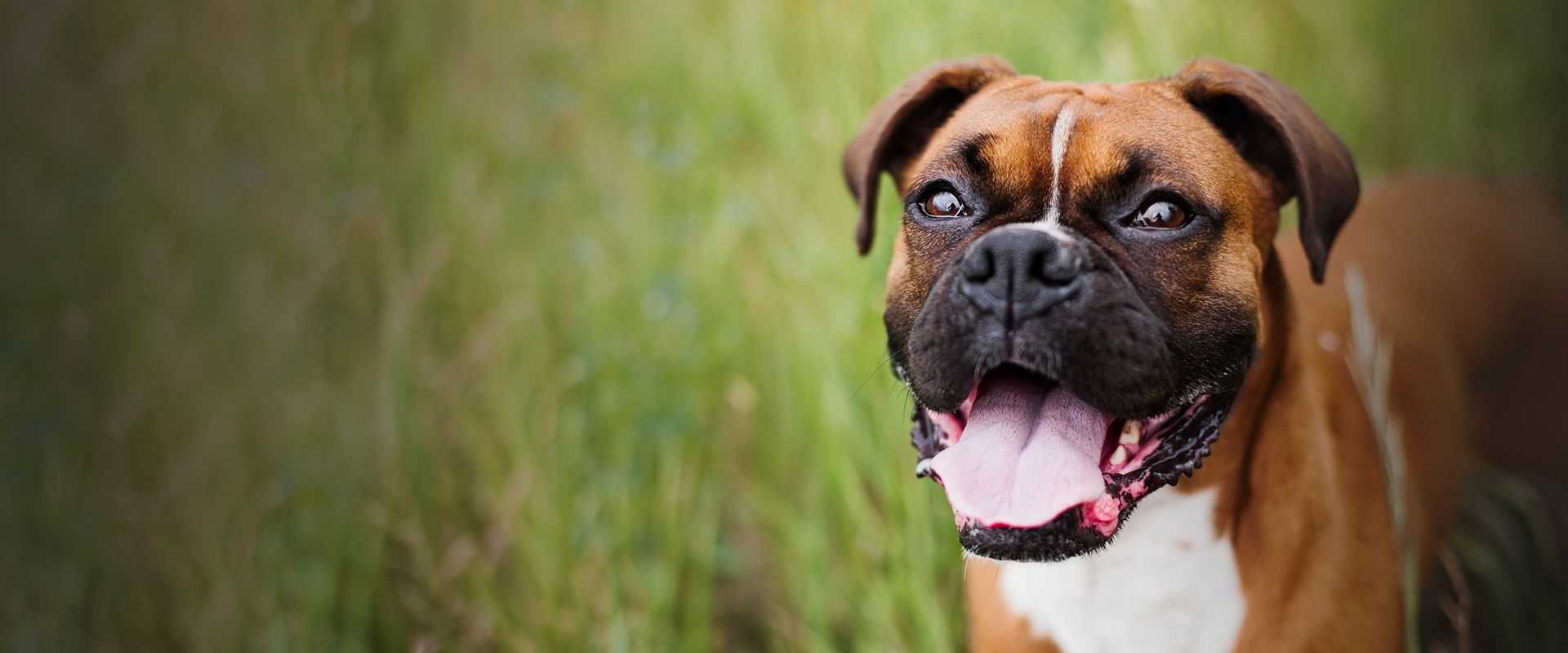 smiling boxer dog looking at the camera