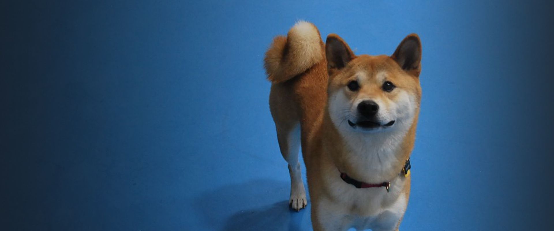 Dog at rivermist pet lodge on blue background