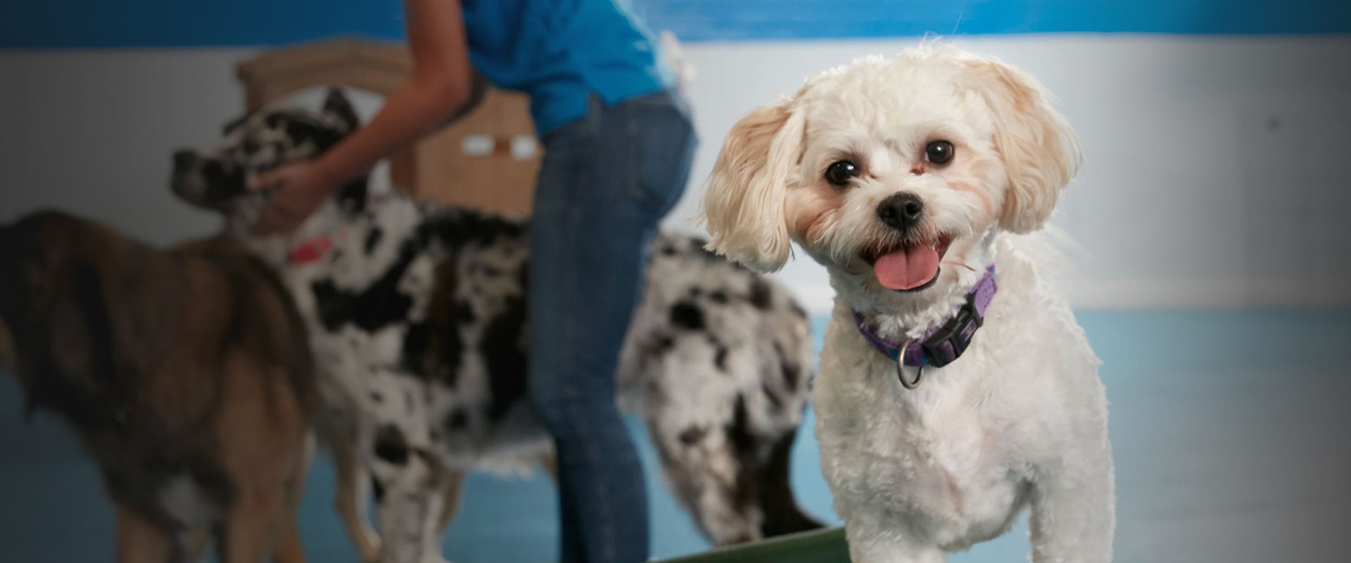 white furry dog looking at the camera at tk-9 daycare