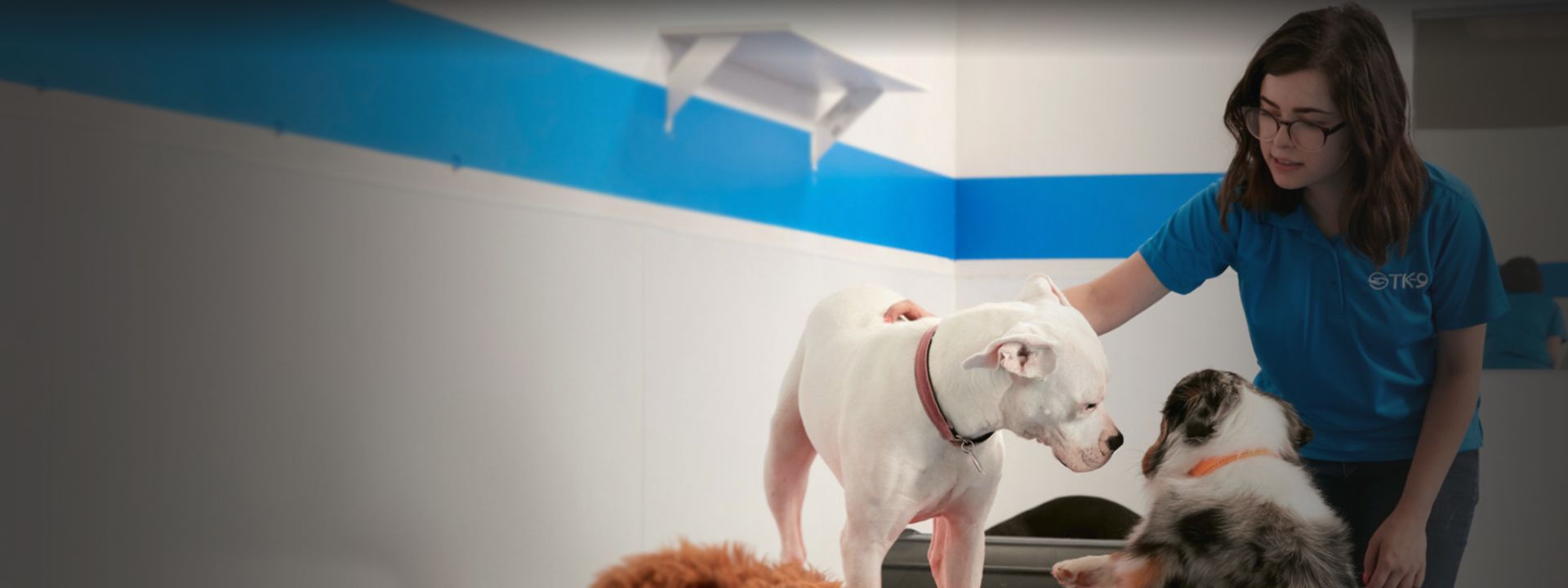 tk-9 employee taking care of big dogs